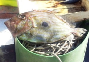 Il pesce San Pietro detto " Pisci signuri "