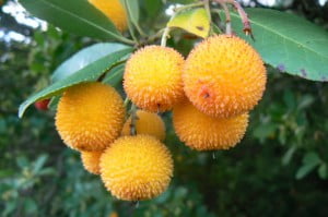 603703_10203354603002278_104047165040996529_n