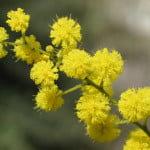 come-coltivare-mimosa