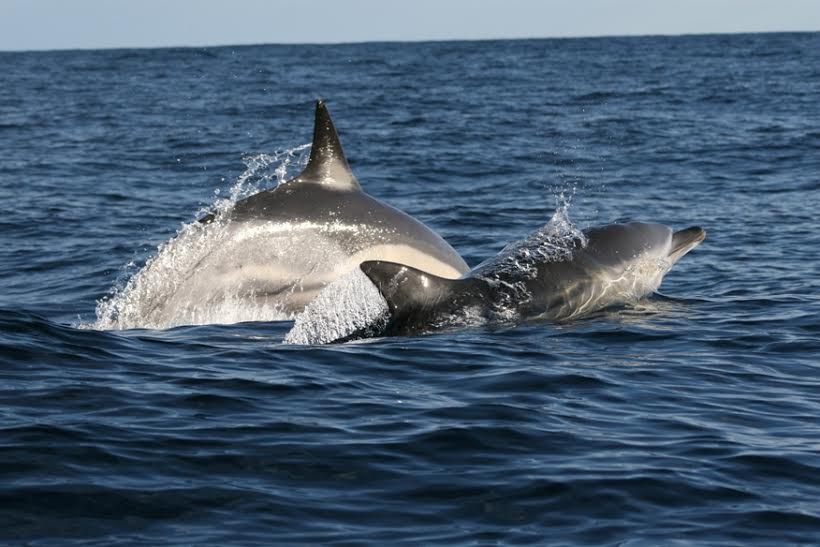 eolie delfini