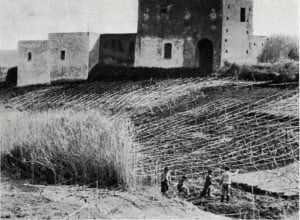 Stromboli, una vigna di malvasia. Sullo sfondo case abbandonate