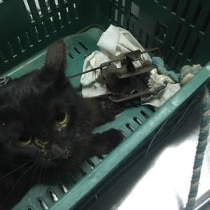 11393128_10206860655145077_2014807621277394200_n