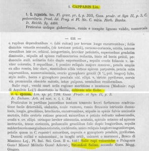 cappero storia4