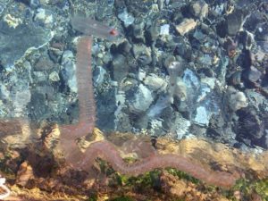 Ambiente: Salpe nel mare di Lipari