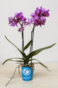 orchidea unicef