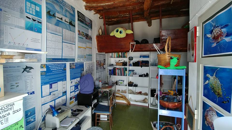 turtle center