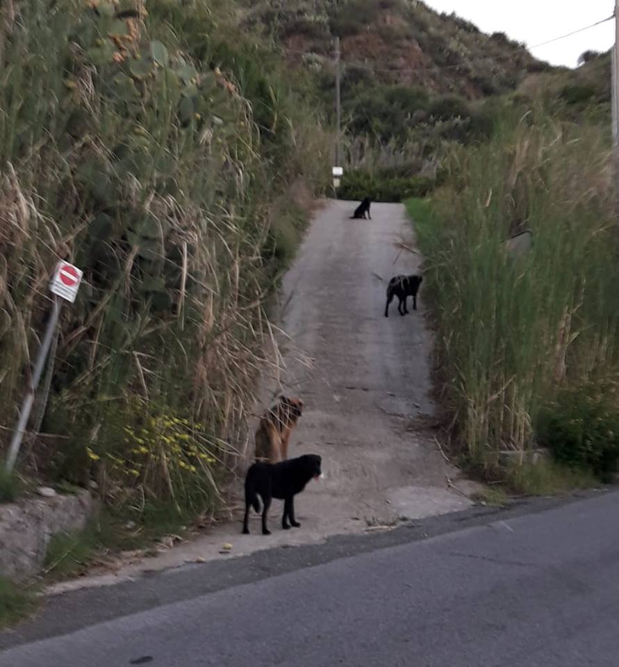 cani pignataro