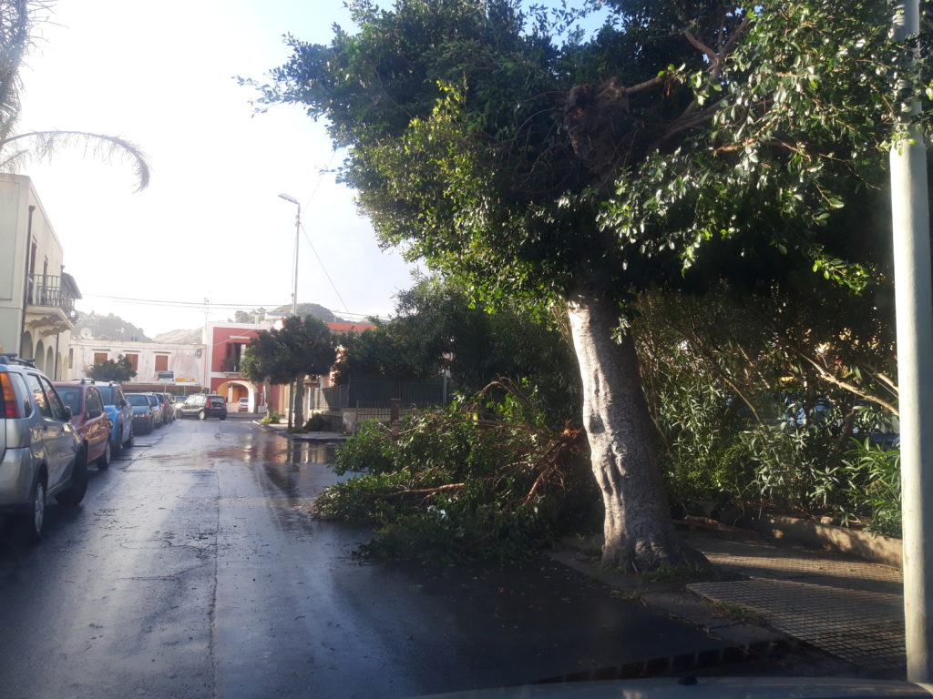 alberi 5