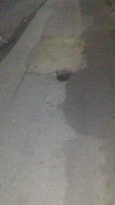 IMG-20190108-WA0001