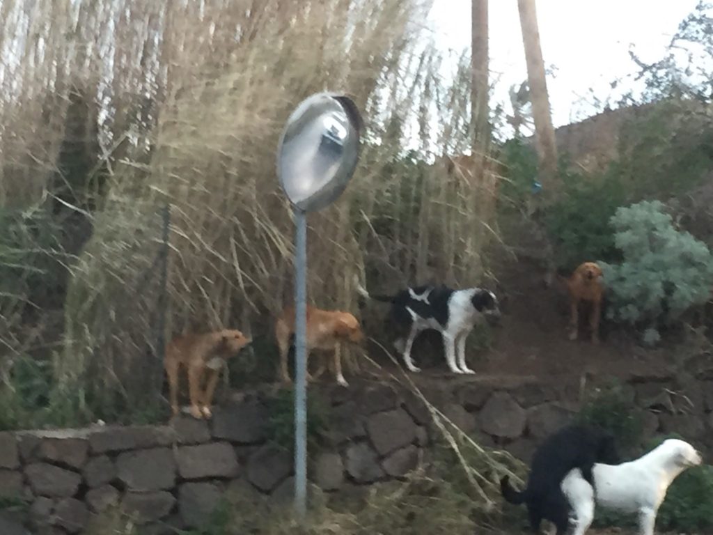 cani