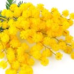 festa donna