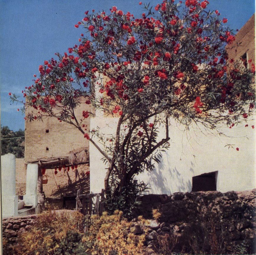 4 panarea l'oleandro in fiore