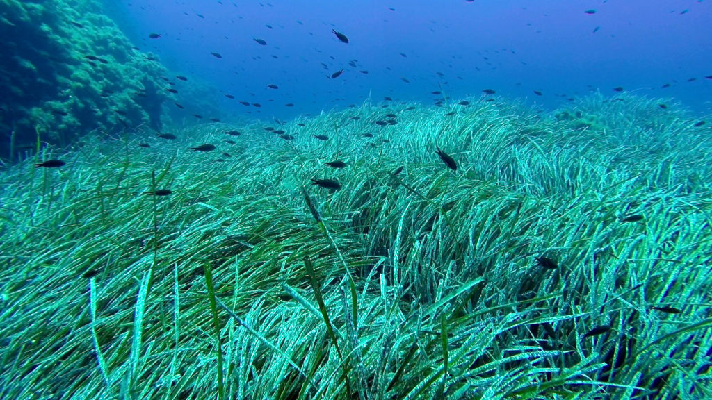 Stefano Acunto, Posidonia