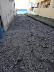 calandra 1
