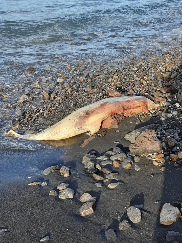 Delfino, ora in putrefazione, ancora alla sabbie nere