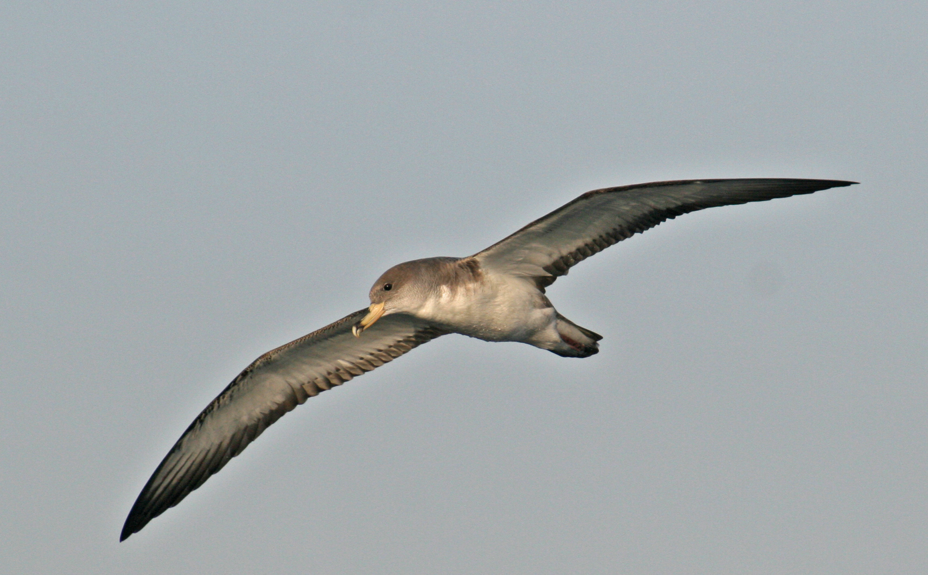 Eolie : Nesos avvia progetto censimento uccelli marini