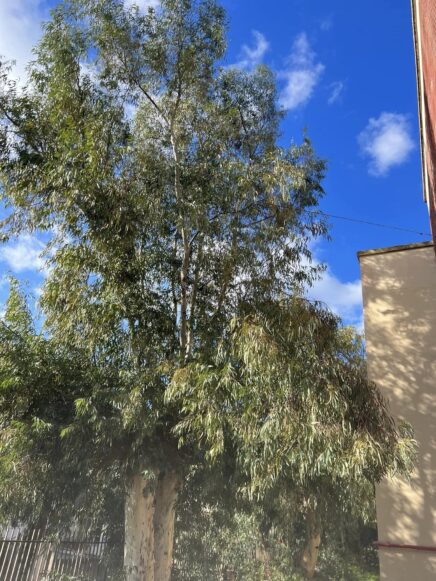 Alberi elementari, l'ex assessore Taranto ricorda le richieste inviate a settembre : " con i bambini non scherza" 3