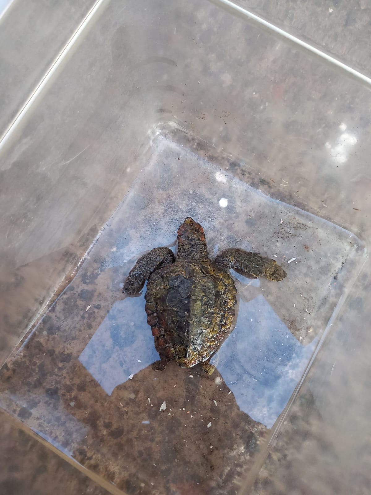 Ginosta : mare porta tartaruga sul molo, inviata a Lipari