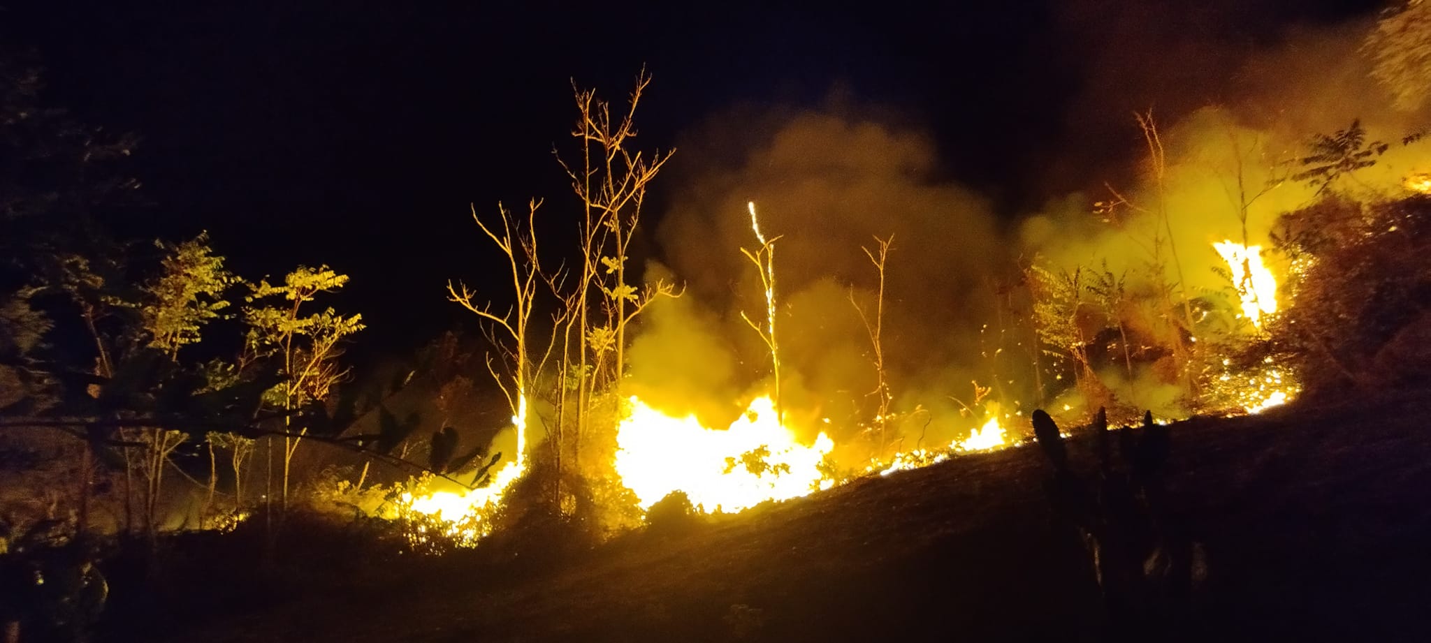 Bozza automatica 221