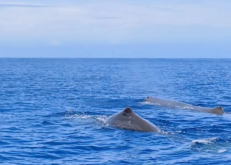 Eolie : capodogli in un mare da tutelare 1