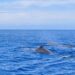 Eolie : capodogli in un mare da tutelare 1