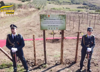 GdF Messina : piantati 250 alberi nell'area RNO " Laghetti di Marinello"