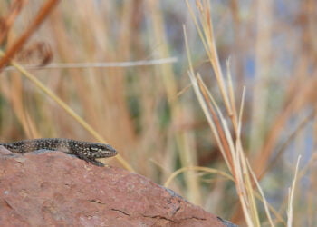Giornata Mondiale dell'Ambiente : 1° concorso fotografico Life Eolizard