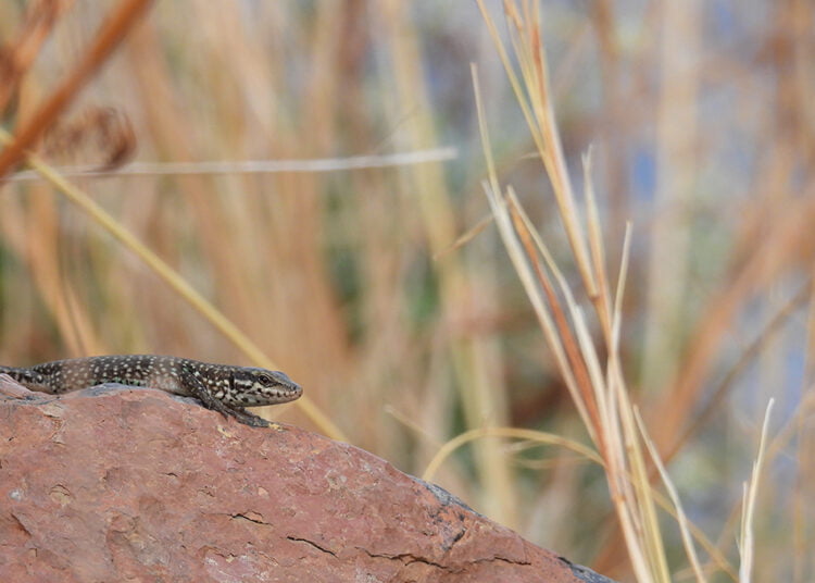 Giornata Mondiale dell'Ambiente : 1° concorso fotografico Life Eolizard