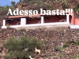 Alicudi : emergenza capre