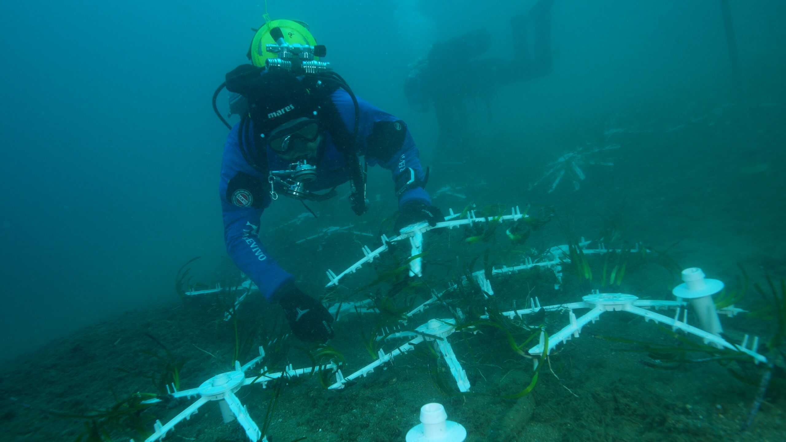 Riforestati 100 mq di posidonia oceanica nel golfo di Palermo 1