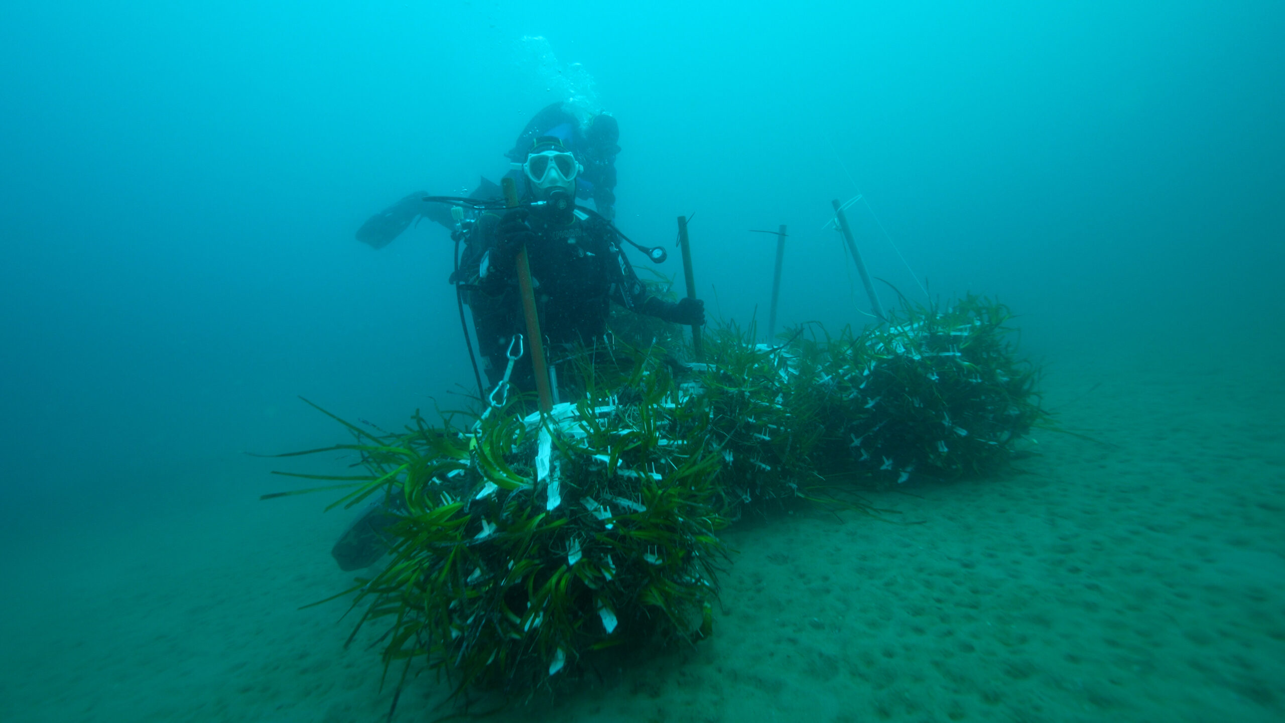 Riforestati 100 mq di posidonia oceanica nel golfo di Palermo 2