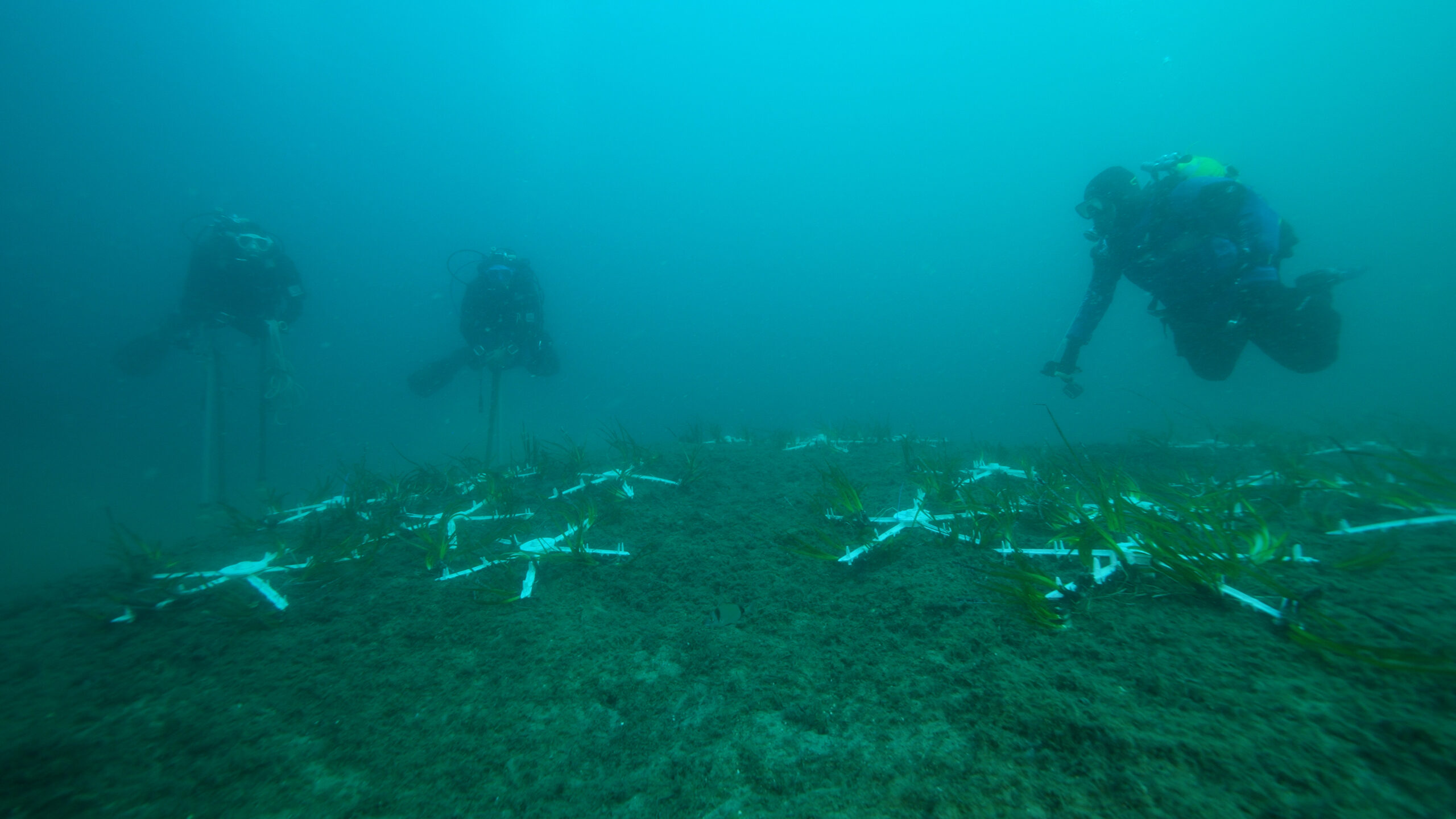 Riforestati 100 mq di posidonia oceanica nel golfo di Palermo