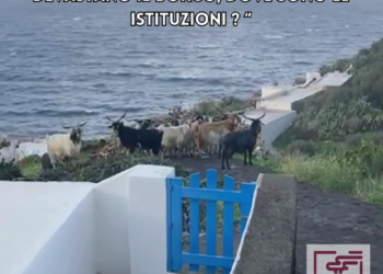 Ginostra, il Comitato : "branco di capre devasta il borgo di Stromboli"