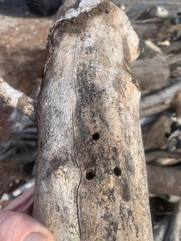 Lipari, alberi di fico distrutti dal punteruolo 1
