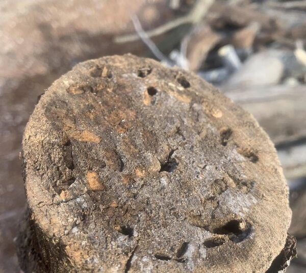 Lipari, alberi di fico distrutti dal punteruolo