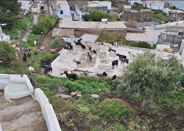 Capre, da Ginostra dopo l'incontro di Palermo : " Non c'è la reale percezione del problema"