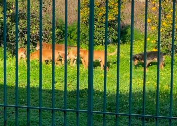 Pianoconte : branco di cani nei pressi della scuola