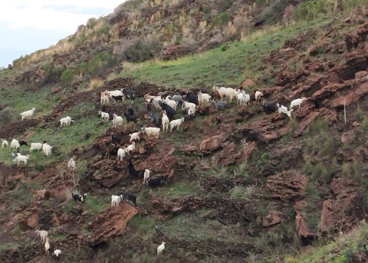 Problema capre, il Sindaco mercoledì incontrerà a Palermo l'Assessore all'Agricoltura