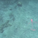 Un rarissimo pesce nastro nel mare delle Eolie