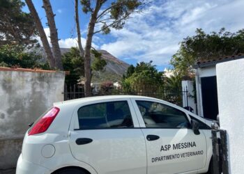A Lipari il primo ambulatorio veterinario comunaoe