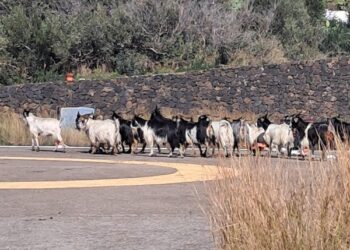 Bozza automatica 783