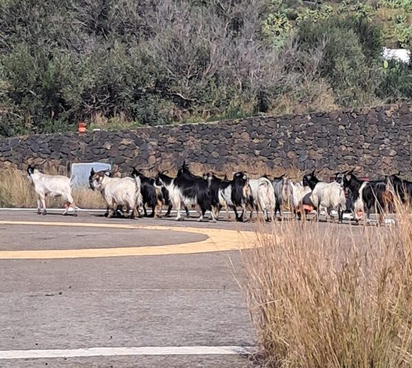 Bozza automatica 783