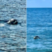 Eccezionale avvistamento di una foca monaca a Panarea