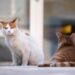 FIP: autorizzato l'uso del Remdesivir nei gatti