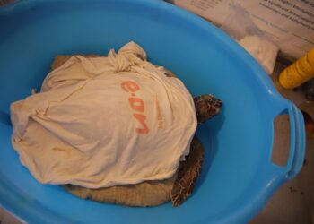 E.ON per la tutela degli ecosistemi marini del Mediterraneo:  si inaugura il nuovo Turtle Point di Lipari