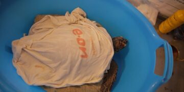 E.ON per la tutela degli ecosistemi marini del Mediterraneo:  si inaugura il nuovo Turtle Point di Lipari