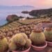 A Panarea, il Colonnello e i Cuscini della suocera: storia di un giardino di sensibilità, arte e tenacia