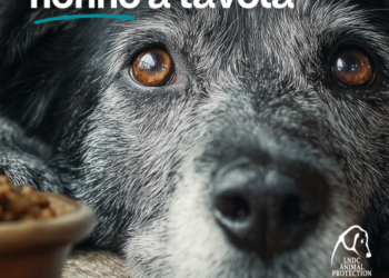 Aggiungi un nonno a tavola: torna la storica partnership tra LNDC Animal Protection e Nutrix Più per promuovere le adozioni di cani e gatti anziani