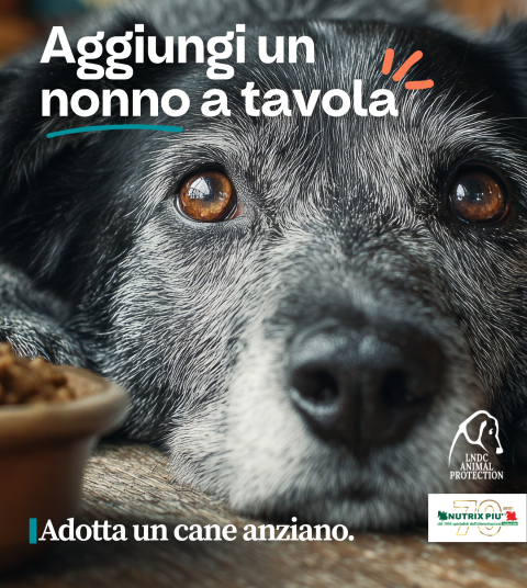 Aggiungi un nonno a tavola: torna la storica partnership tra LNDC Animal Protection e Nutrix Più per promuovere le adozioni di cani e gatti anziani