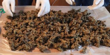Droga in mare a Capo Milazzo: maxi sequestro della Guardia Costiera